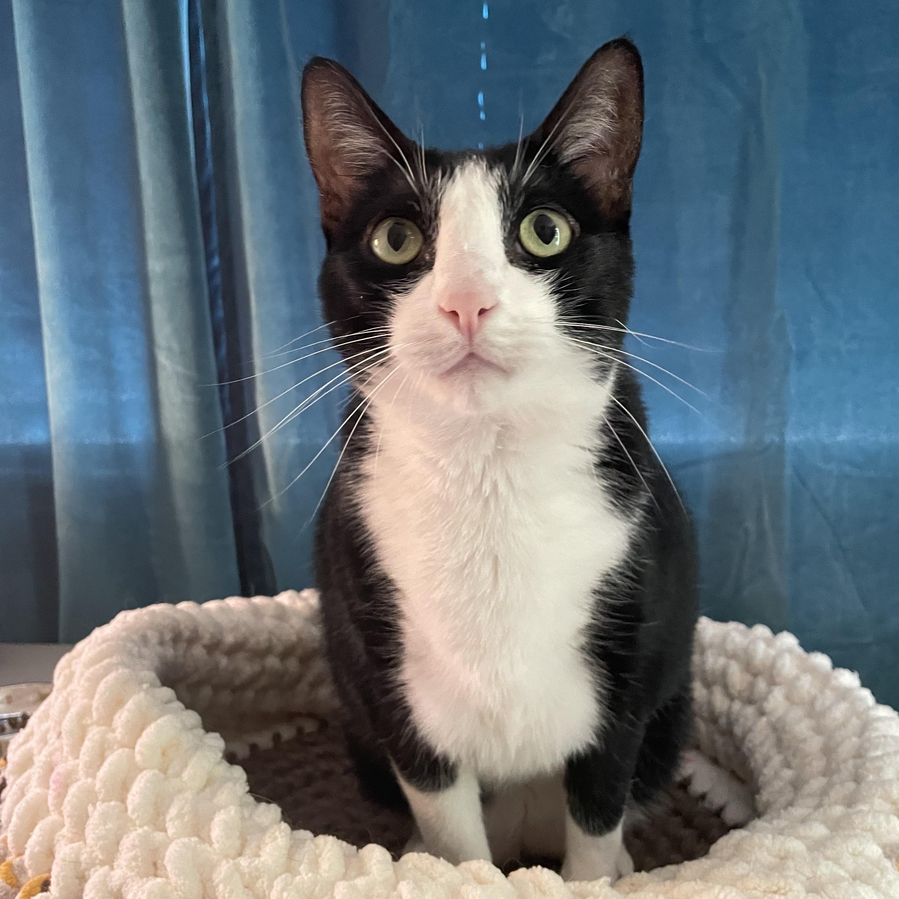 Enlarge Dash, a ADOPTABLE Tuxedo in Sacramento, CA image 1/6