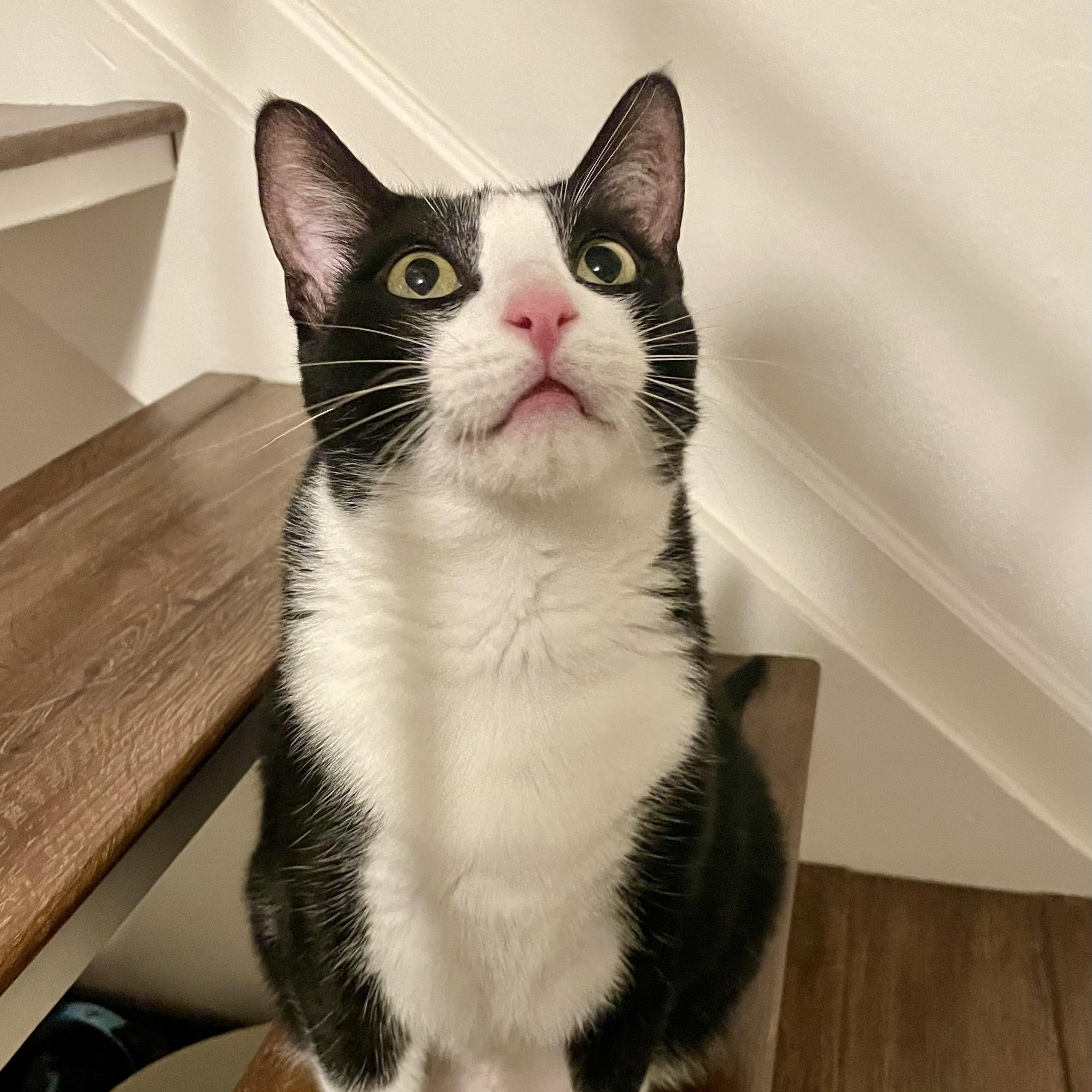 Enlarge Dash, a ADOPTABLE Tuxedo in Sacramento, CA image 6/6