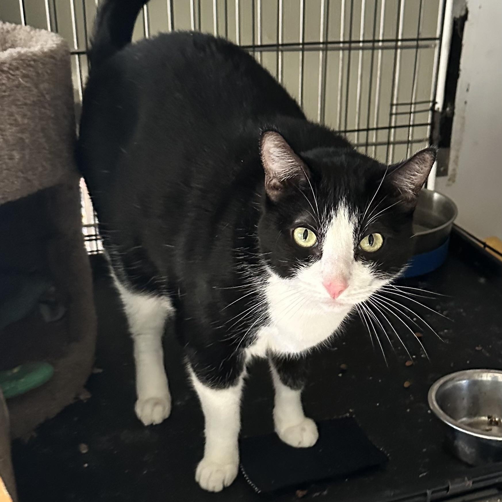 Enlarge Dash & Kit, a ADOPTABLE Tuxedo in Sacramento, CA image 3/6