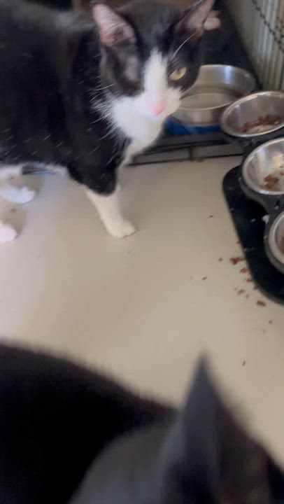 Enlarge Dash & Kit, a ADOPTABLE Tuxedo in Sacramento, CA video 6/6