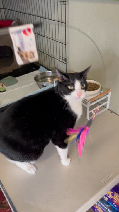 Enlarge Dash, a ADOPTABLE Tuxedo in Sacramento, CA video 5/6