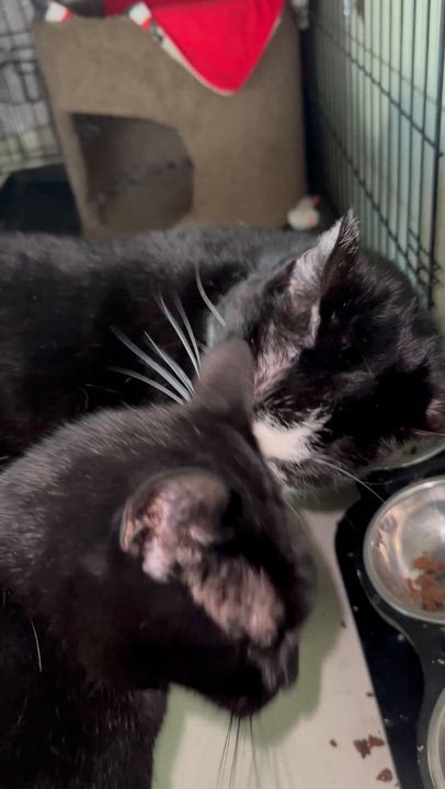 Enlarge Dash & Kit, a ADOPTABLE Tuxedo in Sacramento, CA video 5/6