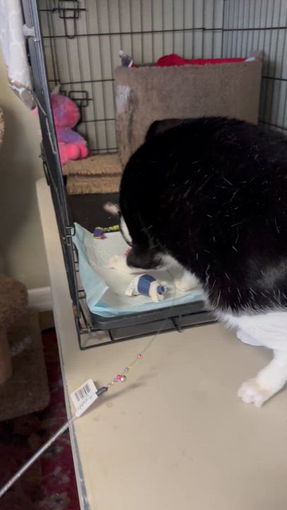 Enlarge Dash, a ADOPTABLE Tuxedo in Sacramento, CA video 6/6