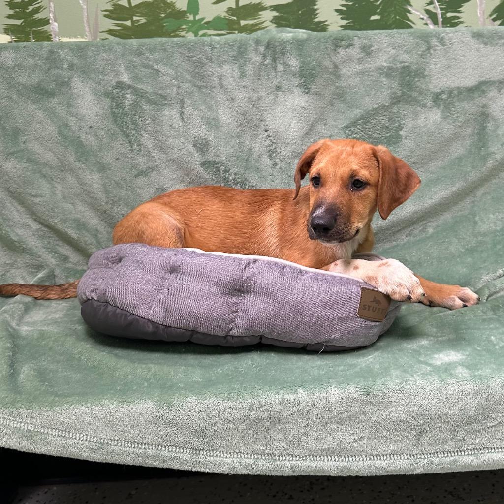 Enlarge Derby, a Adoptable mixed breed in Logan, UT image 1/1