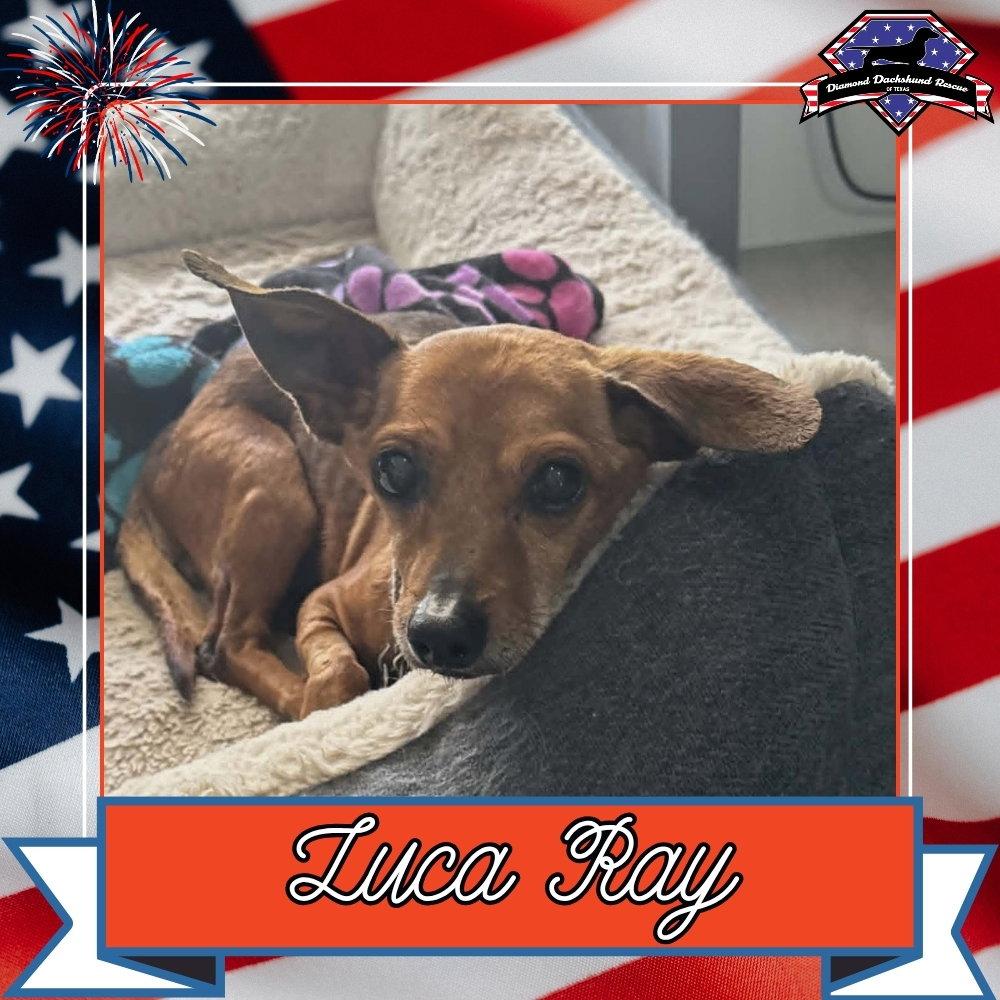 Luca Ray, Adoptable, Adult Male Dachshund & Chihuahua.