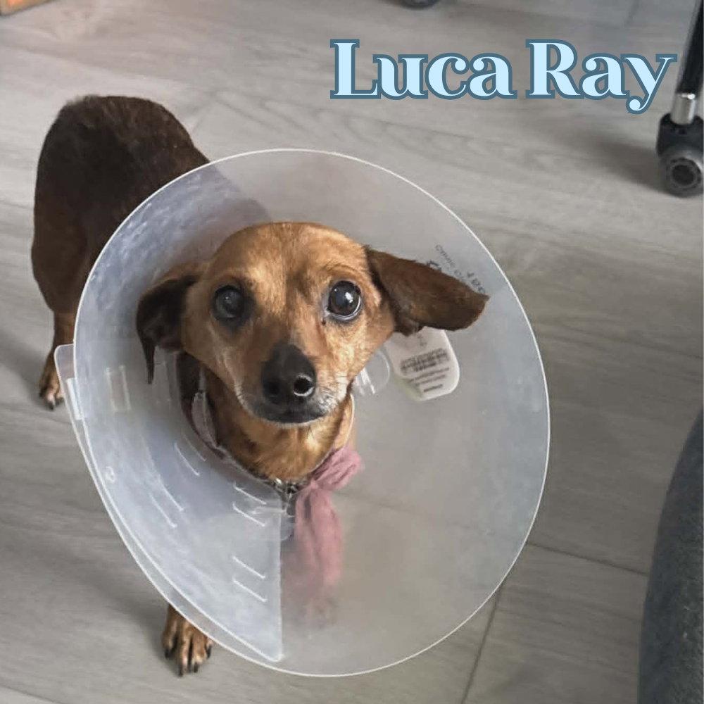 Luca Ray, a Adoptable mixed breed in San Antonio, TX image 2/3