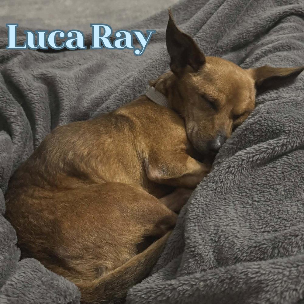 Luca Ray, a Adoptable mixed breed in San Antonio, TX image 3/3