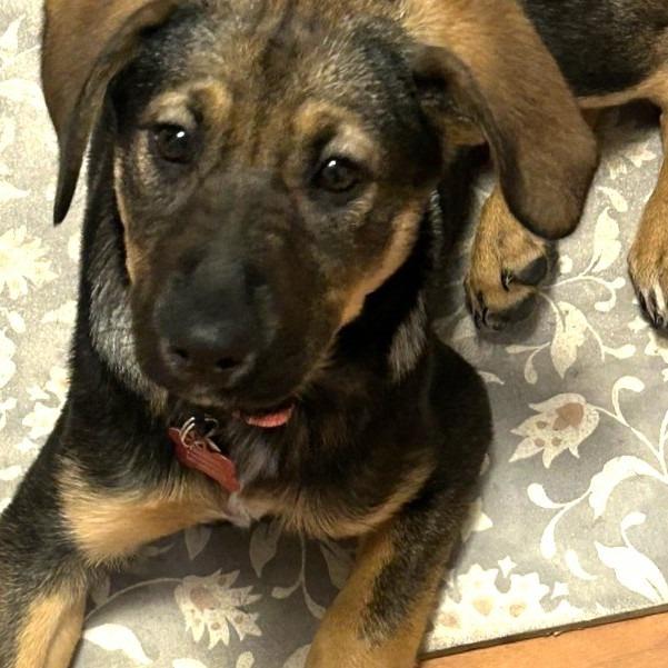 Kiley, Adoptable, Puppy Female Shepherd.