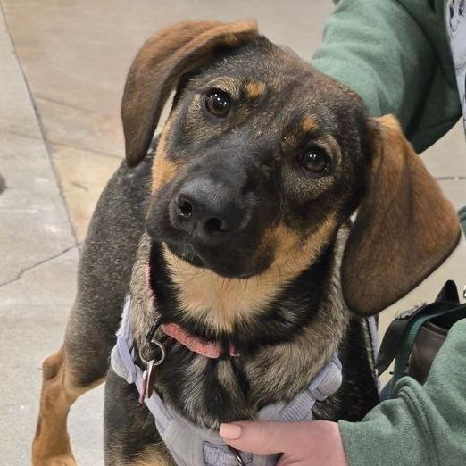 Enlarge Kiley, a Adoptable mixed breed in Silver Spring, MD image 1/5