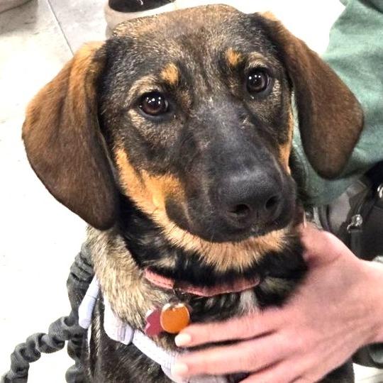 Enlarge Kiley, a Adoptable mixed breed in Silver Spring, MD image 2/5