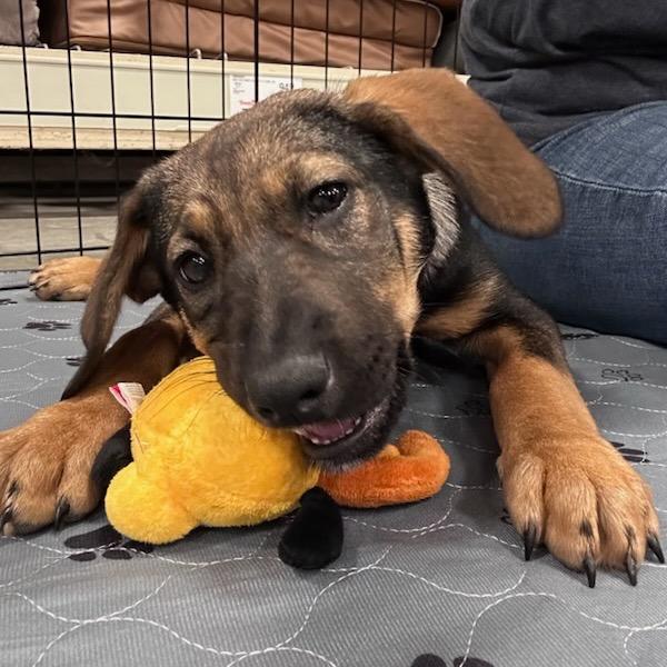 Kiley, Adoptable, Puppy Female Shepherd.