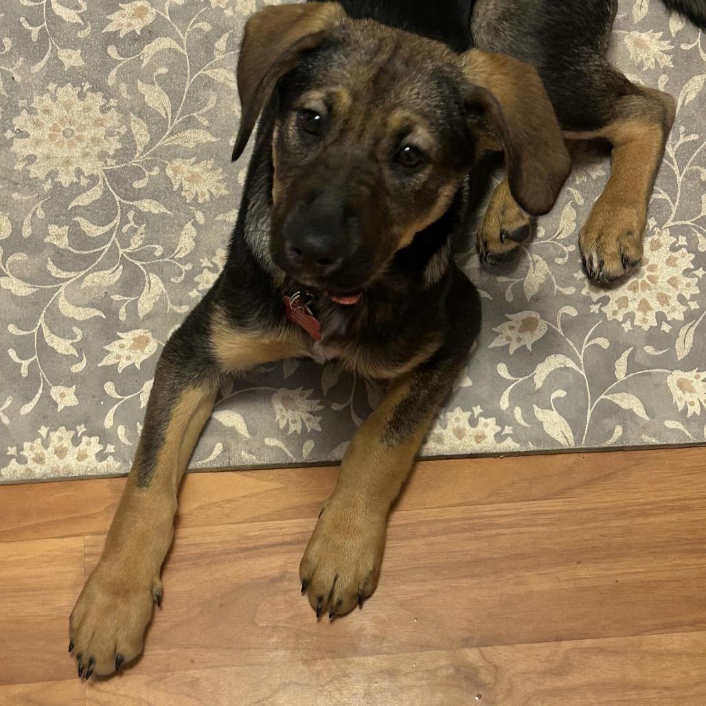 Enlarge Kiley, a Adoptable mixed breed in Silver Spring, MD image 2/5