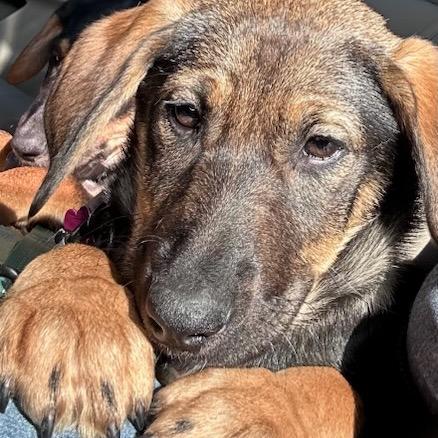 Enlarge Kiley, a Adoptable mixed breed in Silver Spring, MD image 3/5