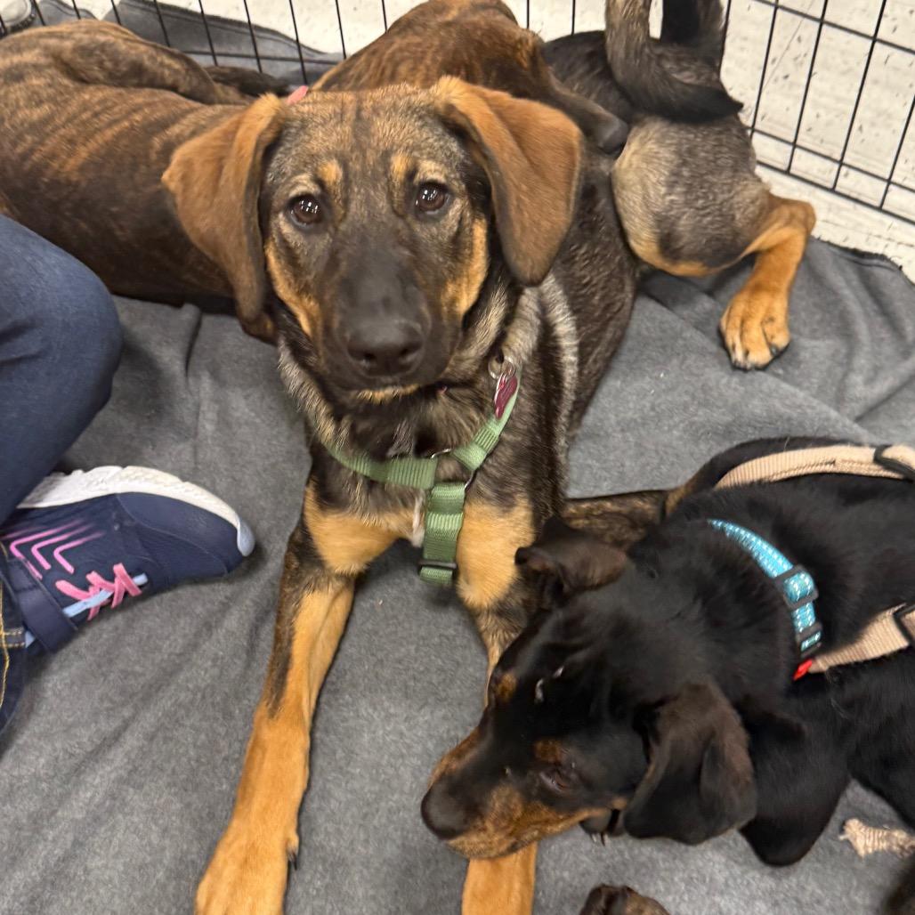 Enlarge Kiley, a Adoptable mixed breed in Silver Spring, MD image 4/6