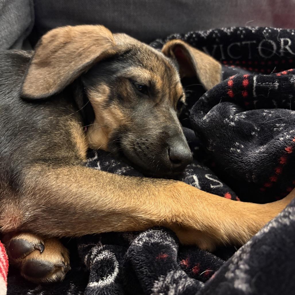 Enlarge Kiley, a Adoptable mixed breed in Silver Spring, MD image 4/5