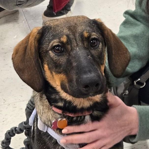 Enlarge Kiley, a Adoptable mixed breed in Silver Spring, MD image 2/5