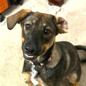 Enlarge Kiley, a Adoptable mixed breed in Silver Spring, MD image 3/5