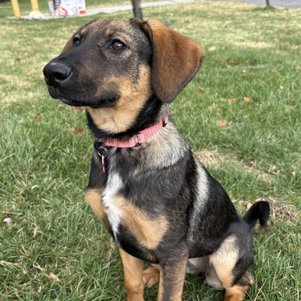 Enlarge Kiley, a Adoptable mixed breed in Silver Spring, MD image 6/6
