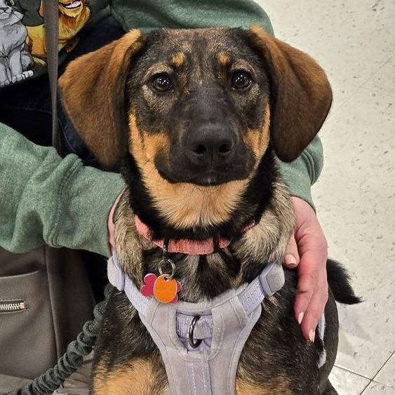 Enlarge Kiley, a Adoptable mixed breed in Silver Spring, MD image 5/5