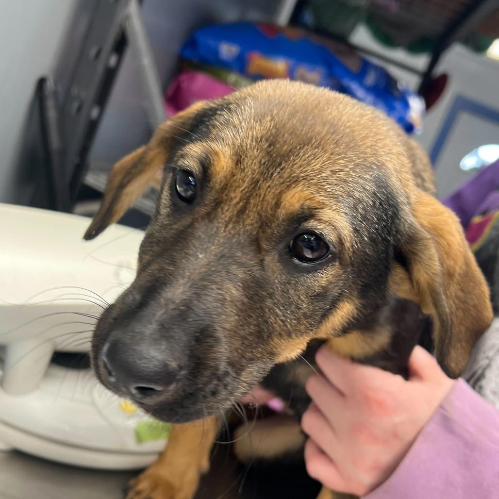 Enlarge Kiley, a Adoptable mixed breed in Silver Spring, MD image 5/5