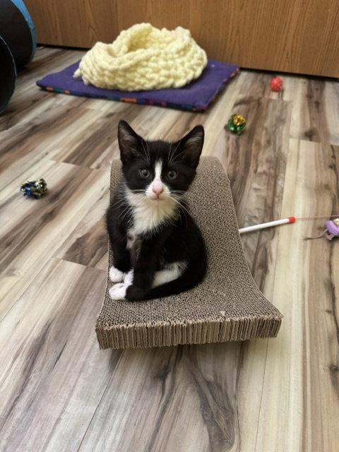 Lily, Adopted, Young Female Domestic Short Hair.
