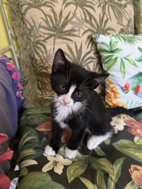 Lily, a Adopted Domestic Short Hair in Rochester, NY image 2/2