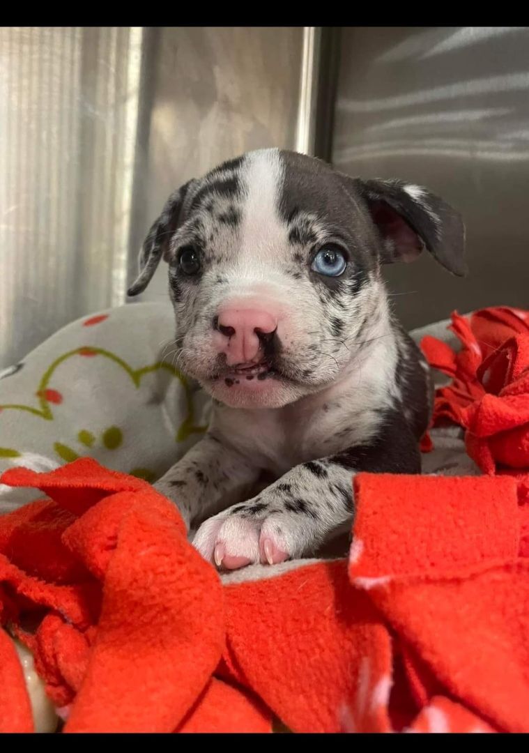 Magnolia , Adopted, Puppy Female American Bully.