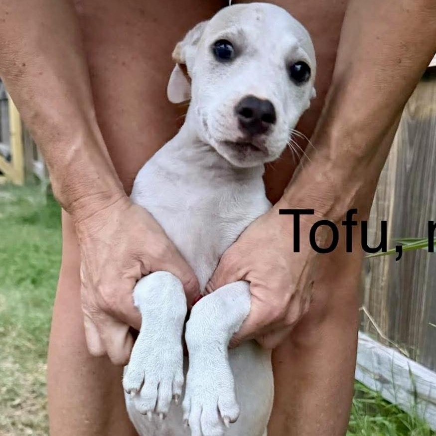 Tofu, a Adoptable mixed breed in Chester , VA image 3/4