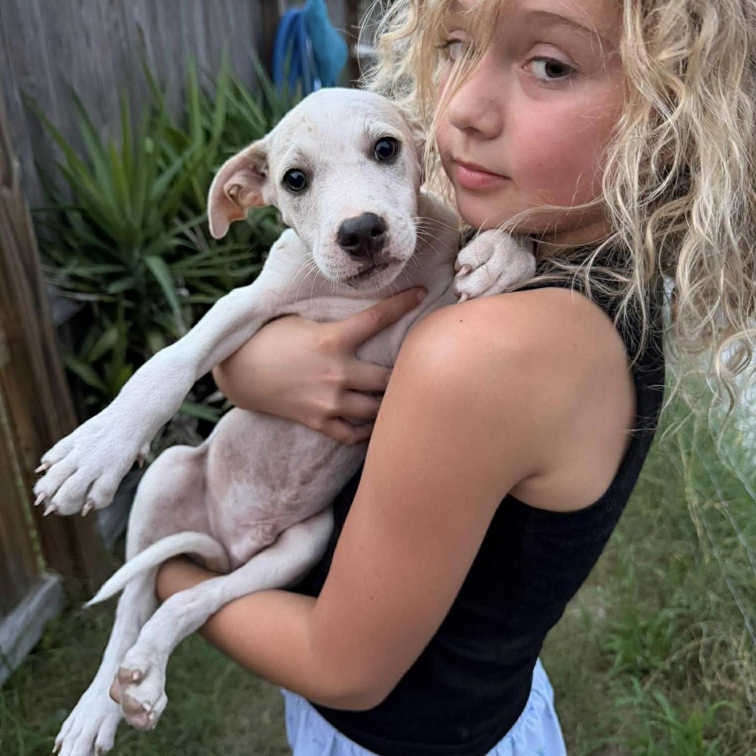 Tofu, Adoptable, Puppy Male Labrador Retriever.