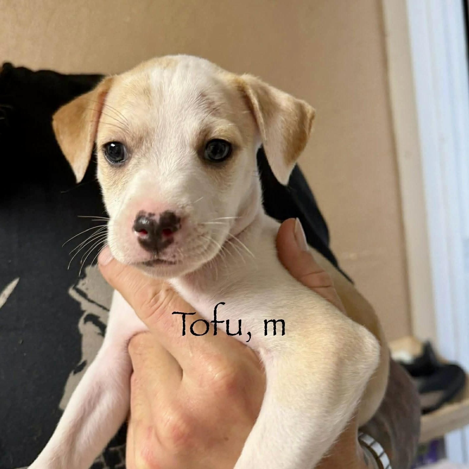 Tofu, a Adoptable mixed breed in Chester , VA image 2/4