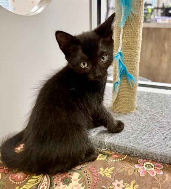 Enlarge TAZZ, a Adoptable Domestic Short Hair in Sarasota, FL image 1/1