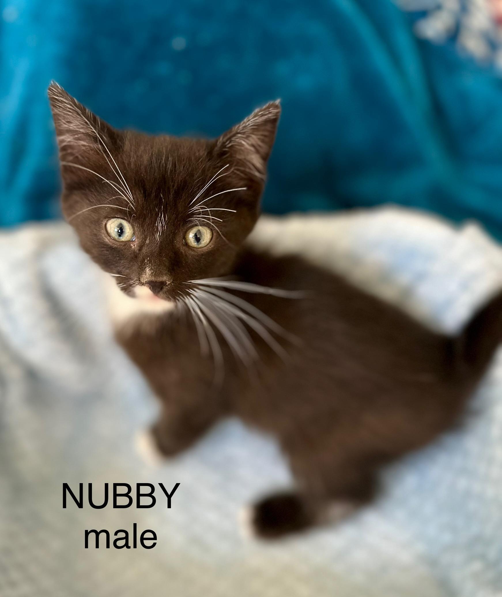 Nubby