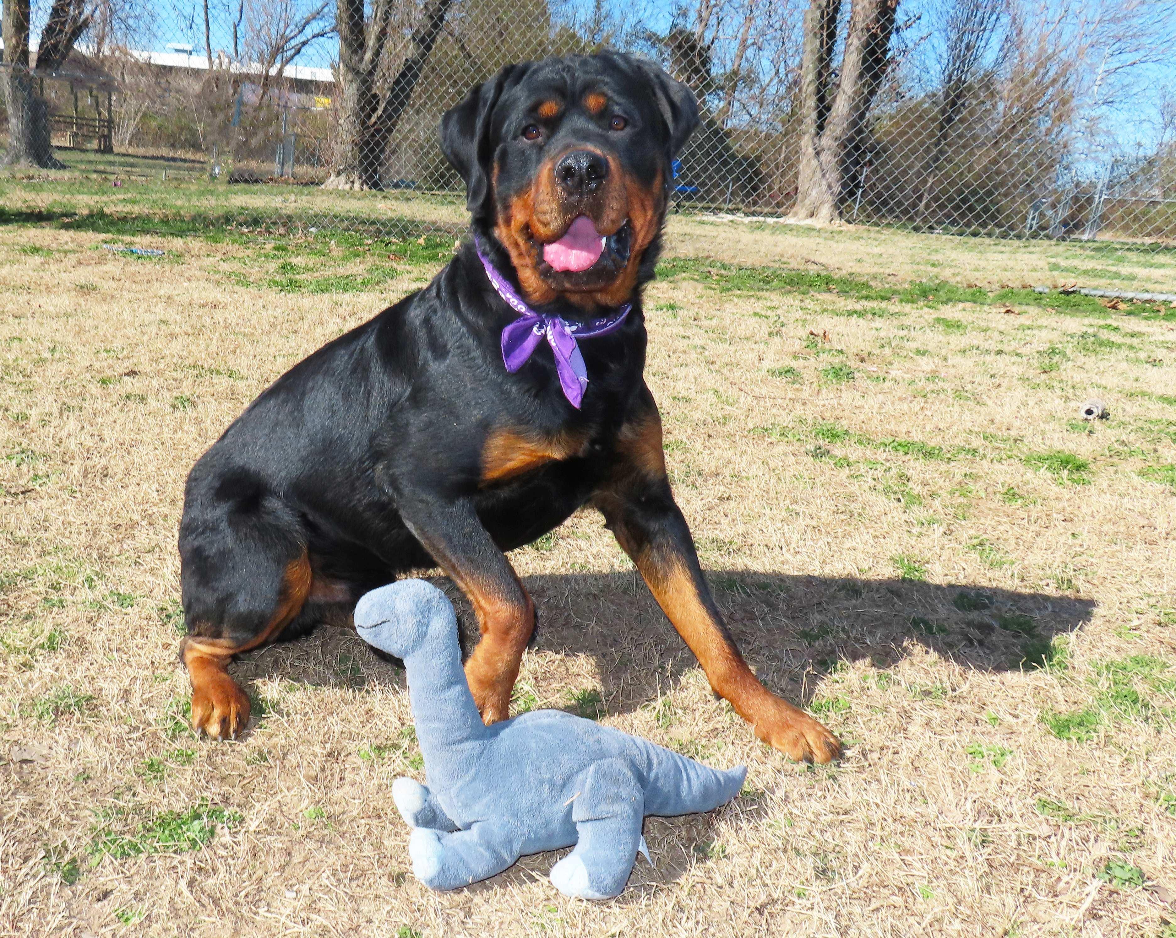 Enlarge Ted  26C-40, an adopted Rottweiler in Rogers, AR image 3/5