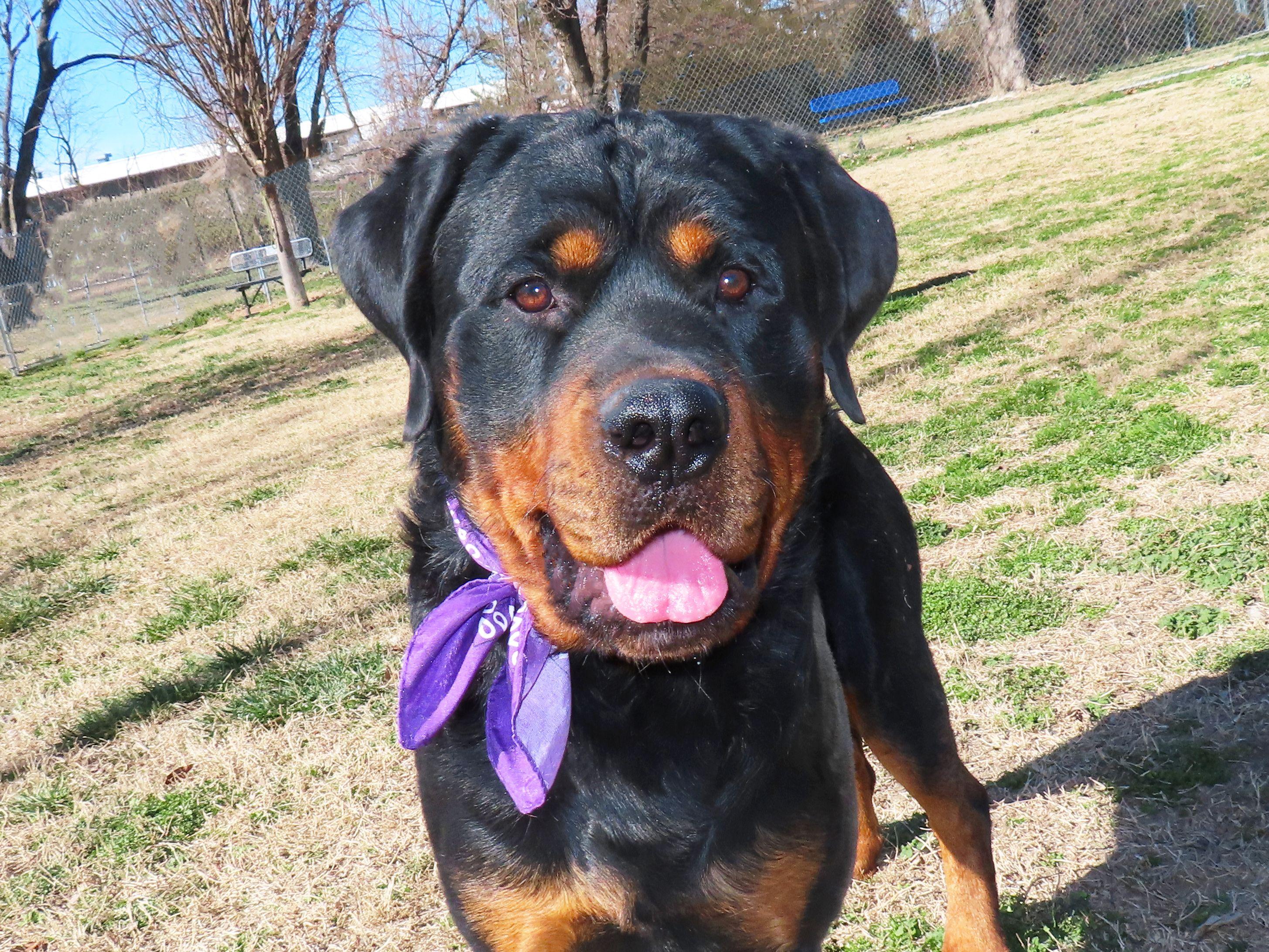 Ted  26C-40, adopted, Young Male Rottweiler.