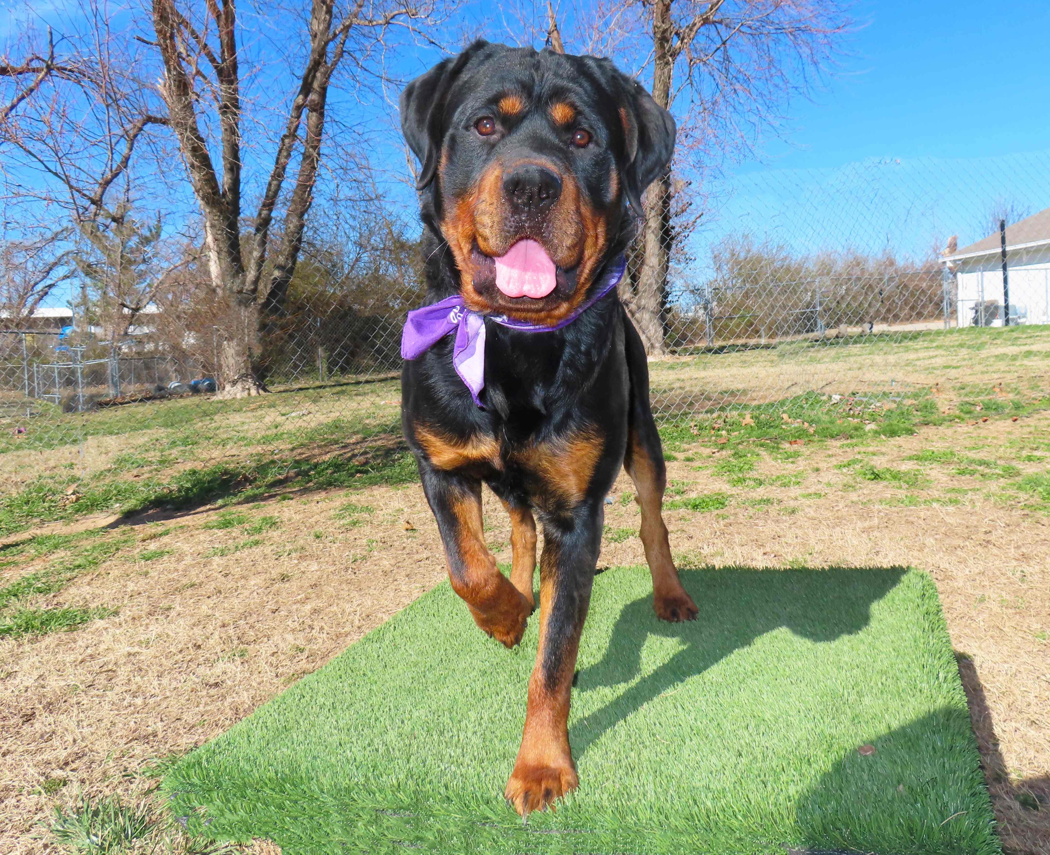 Enlarge Ted  26C-40, an adopted Rottweiler in Rogers, AR image 5/5