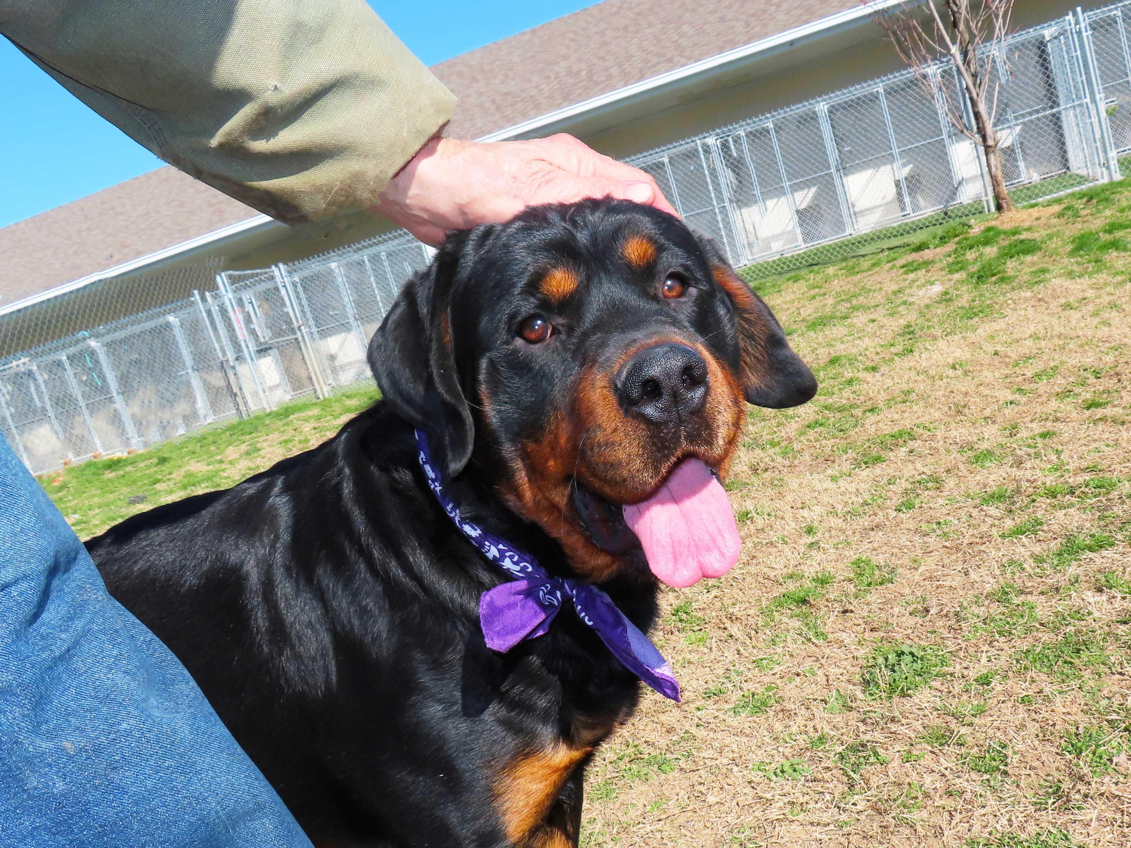 Enlarge Ted  26C-40, an adopted Rottweiler in Rogers, AR image 2/5