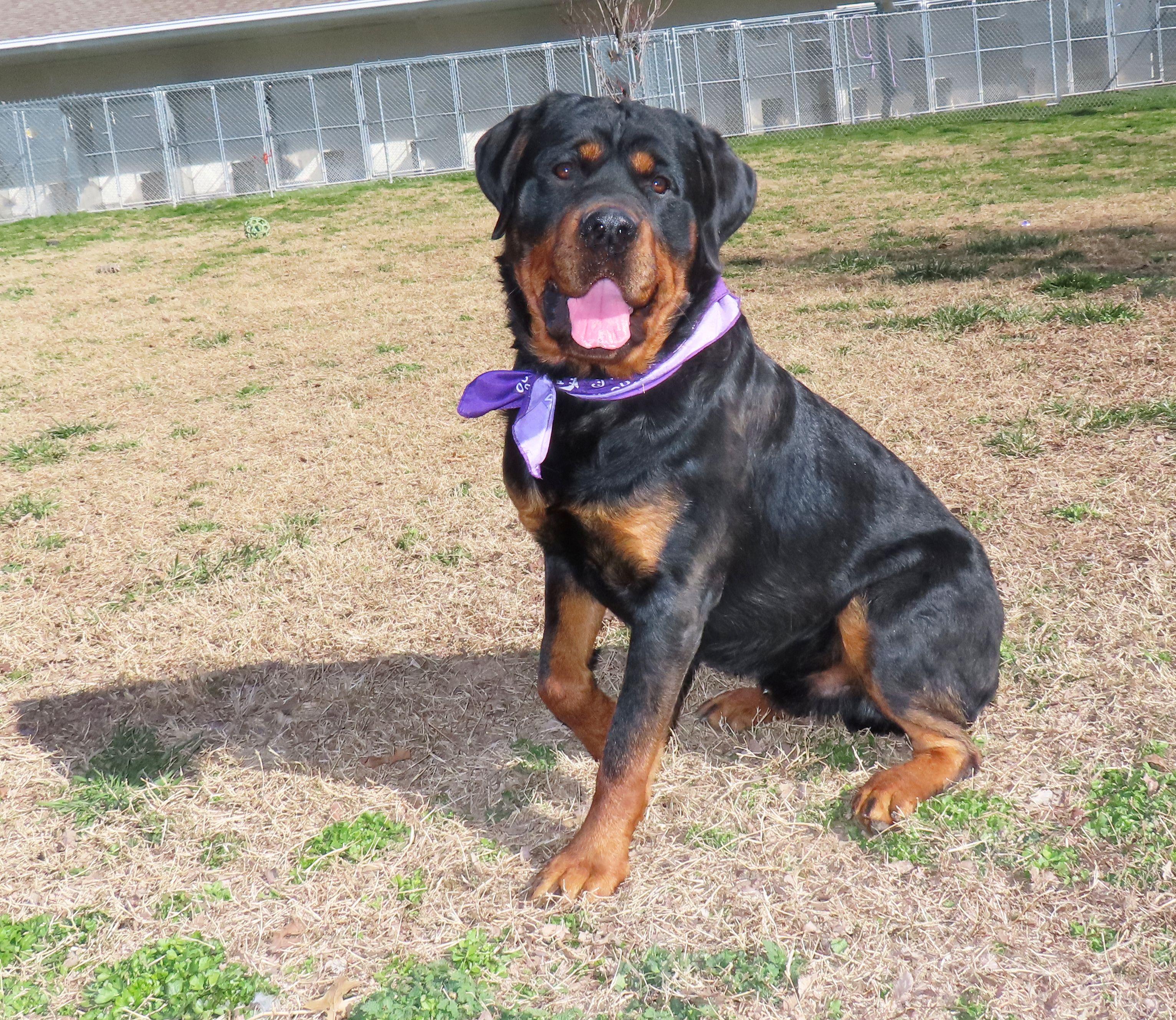 Enlarge Ted  26C-40, an adopted Rottweiler in Rogers, AR image 4/5
