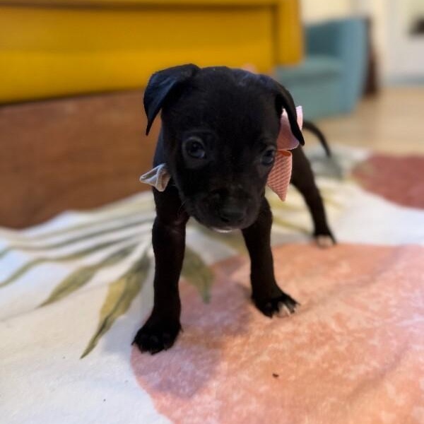 Jemima Sunshine — thumbnail 2