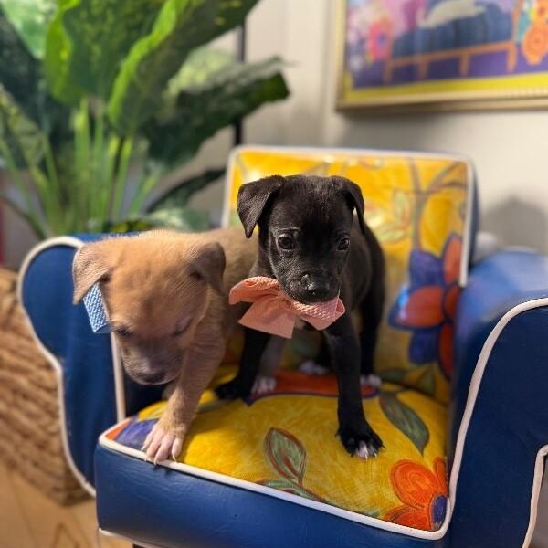 Jemima Sunshine — thumbnail 4