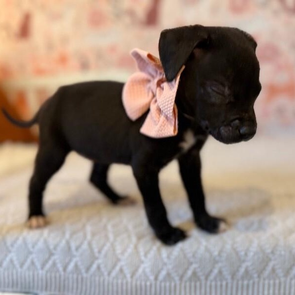 Jemima Sunshine — thumbnail 5