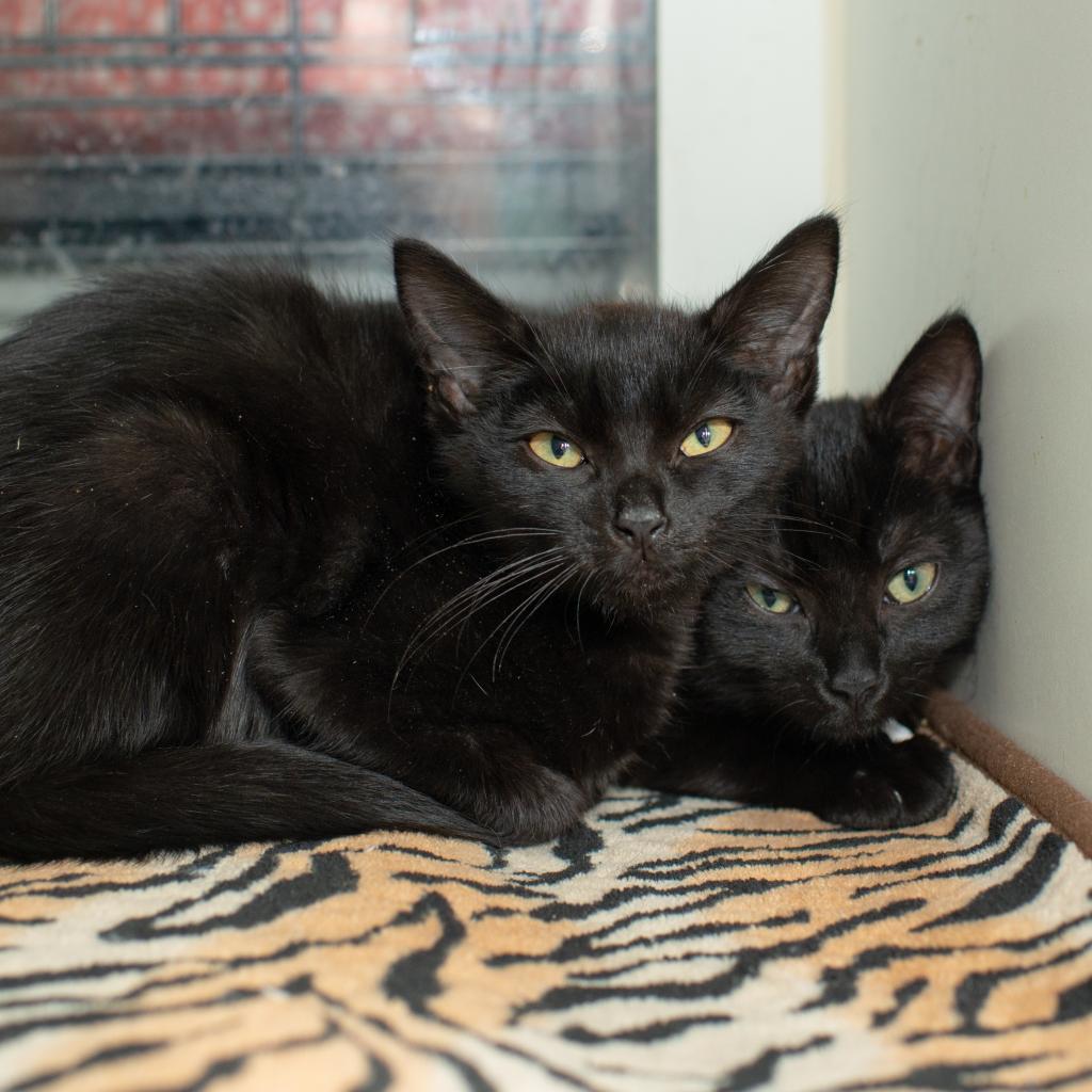 Blossom, Adoptable, Senior Female Domestic Short Hair.