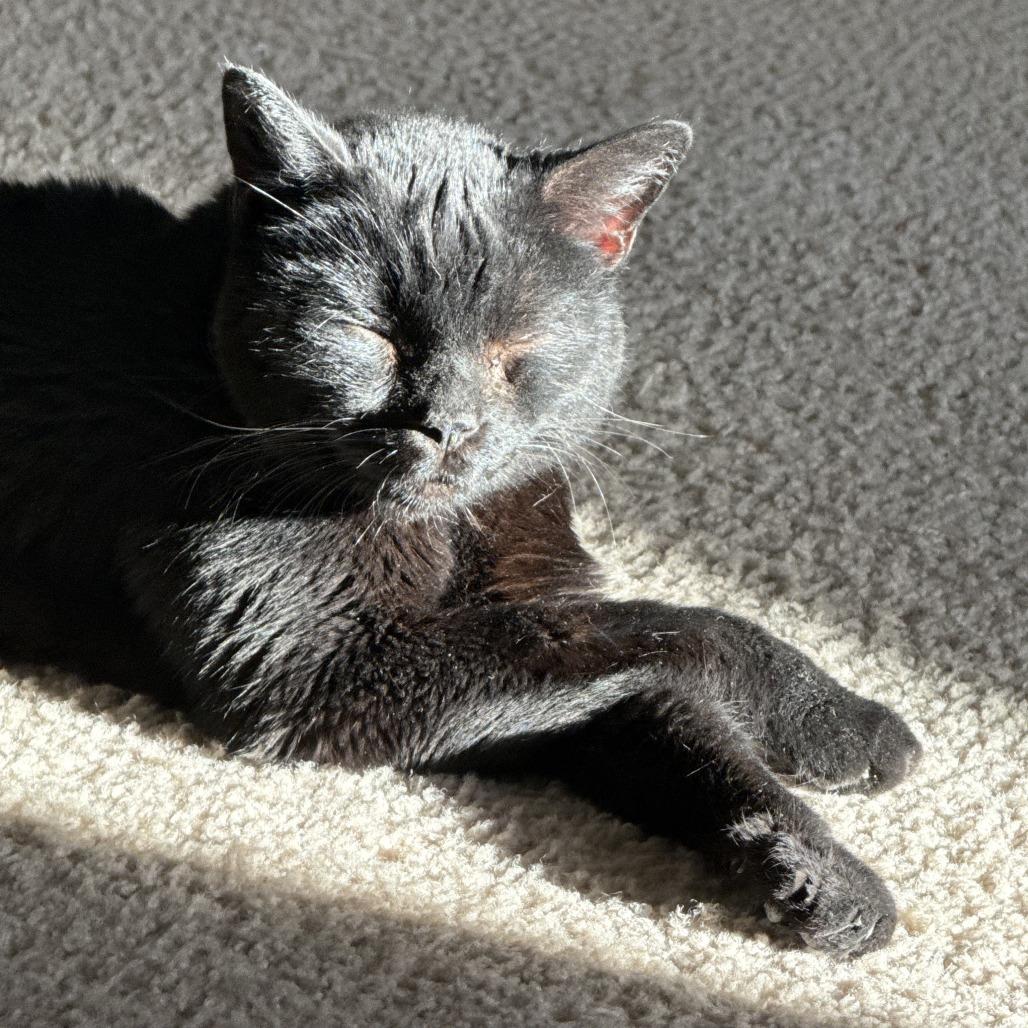 Enlarge Blossom, a Adoptable Domestic Short Hair in Los Angeles, CA image 2/6