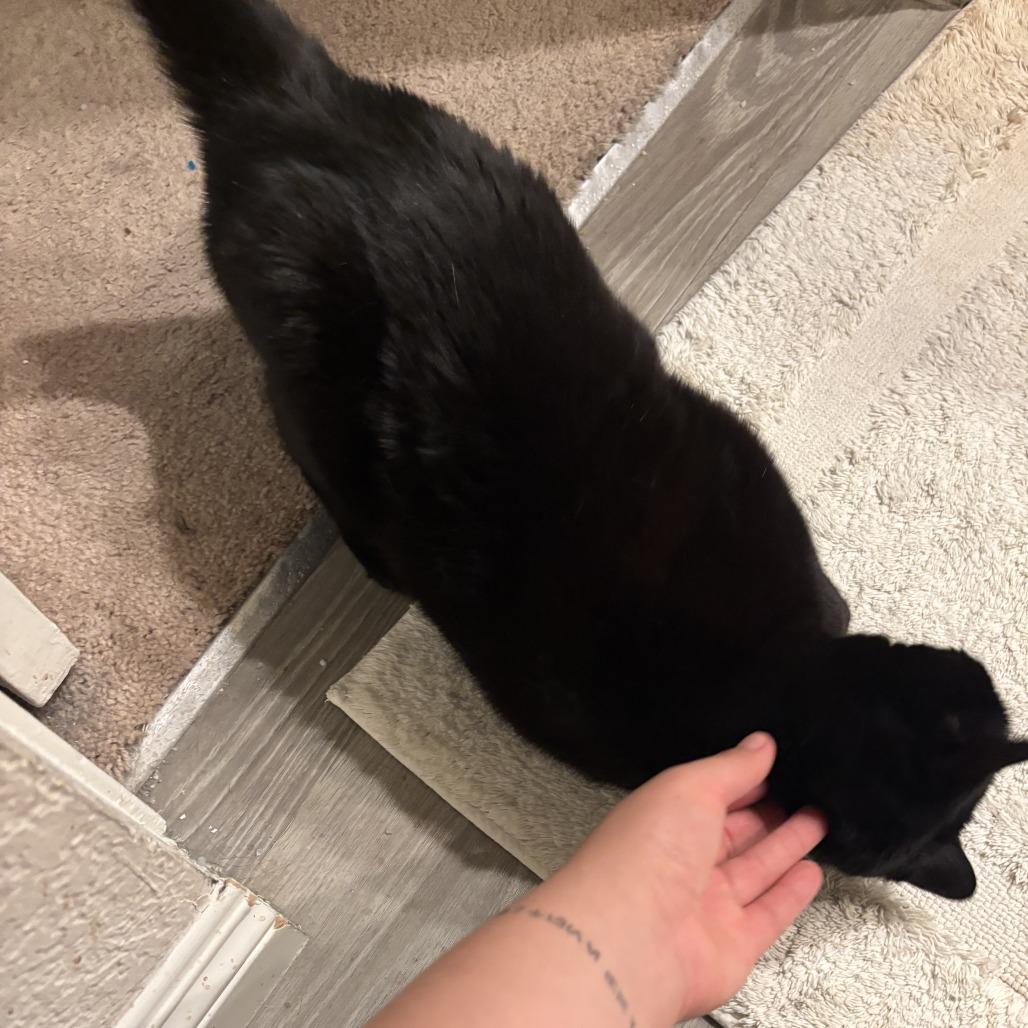 Enlarge Blossom, a Adoptable Domestic Short Hair in Los Angeles, CA image 3/6