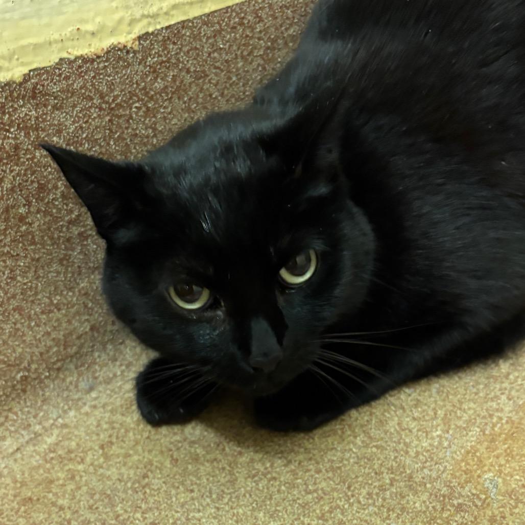 Enlarge Blossom, a Adoptable Domestic Short Hair in Los Angeles, CA image 4/6