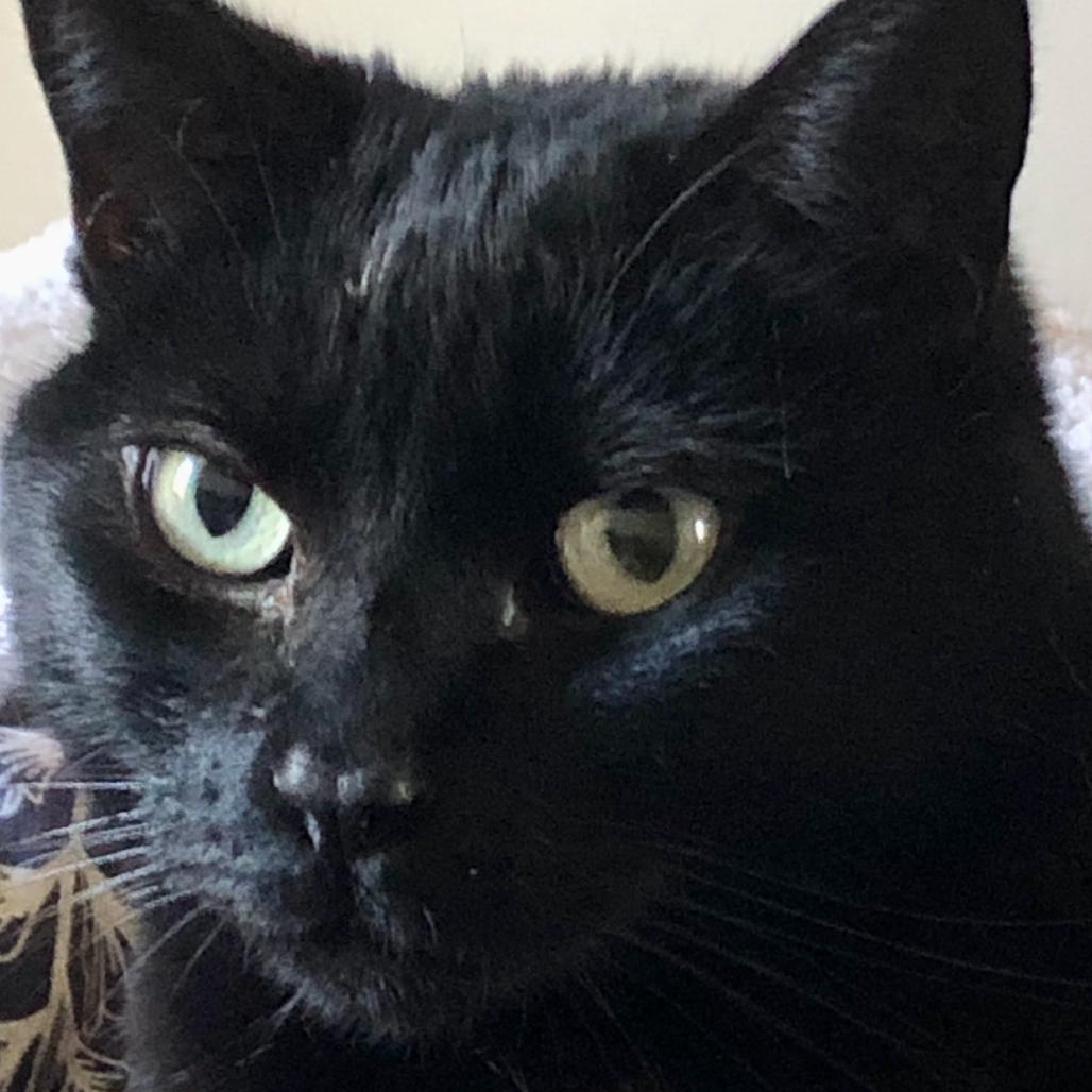 Enlarge Blossom, a Adoptable Domestic Short Hair in Los Angeles, CA image 5/6