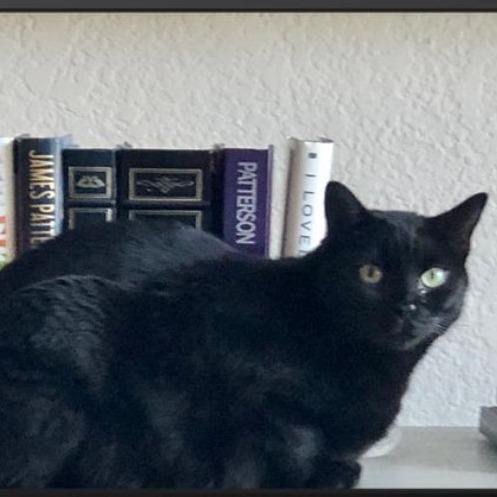 Enlarge Blossom, a Adoptable Domestic Short Hair in Los Angeles, CA image 6/6