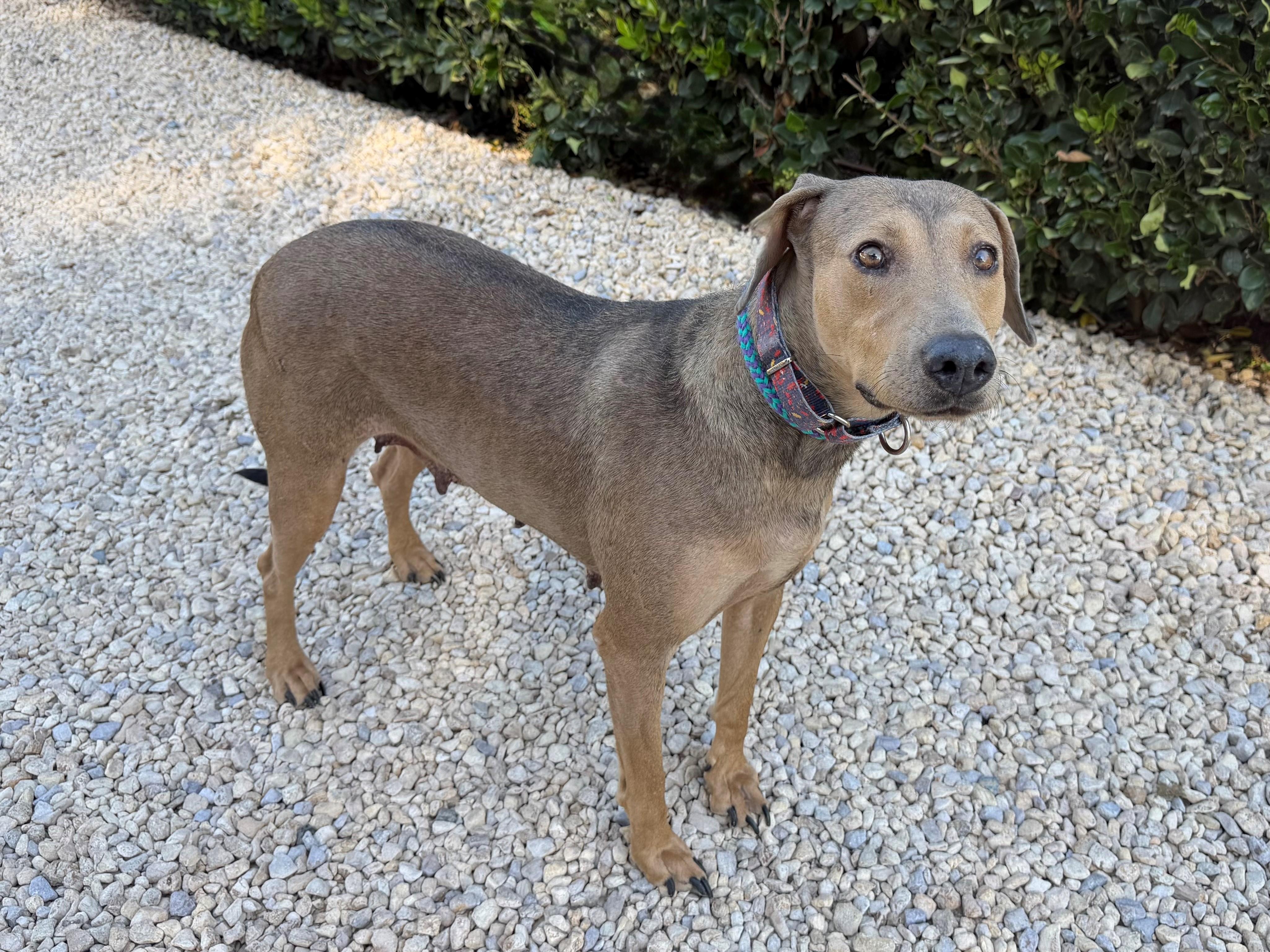 Enlarge April, a ADOPTABLE mixed breed in Mission Viejo, CA image 1/1