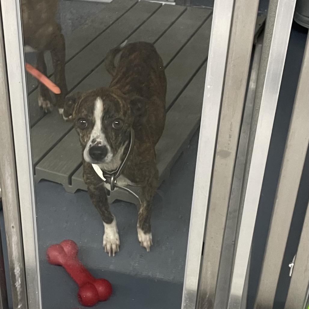 Buddy, Adoptable, Adult Male Mixed Breed.