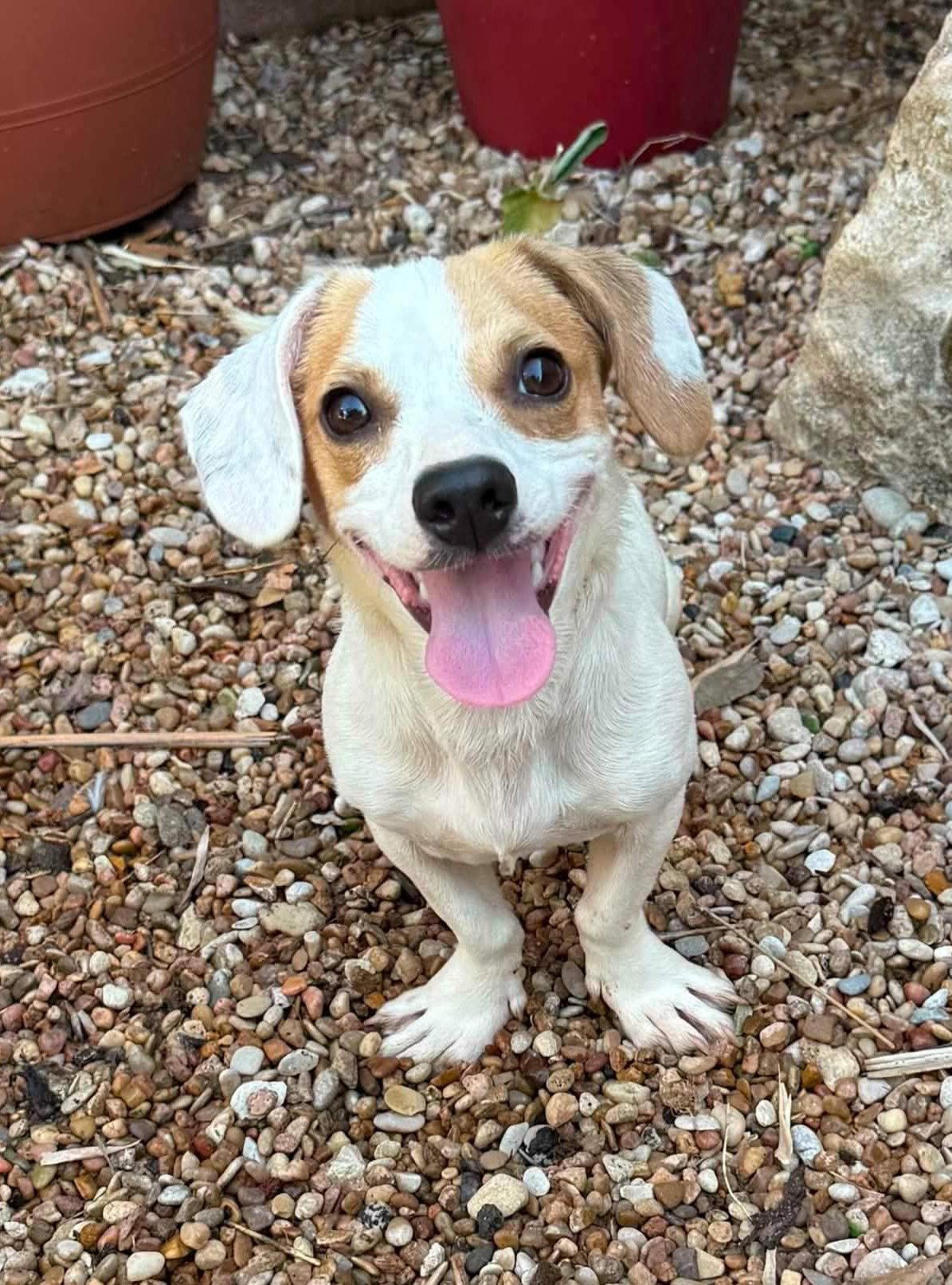 Enlarge Speedy, a Adoptable Dachshund in Pearland, TX image 1/3