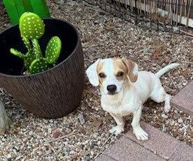 Enlarge Speedy, a Adoptable Dachshund in Pearland, TX image 2/3